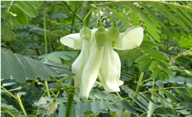 image of medicinal plants agastya