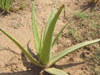 Aloe Verra