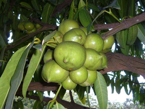 image of medicinal plants amlavetasa